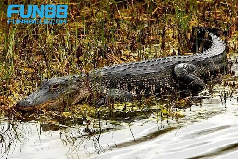 Mơ thấy cá sấu là điềm gì?